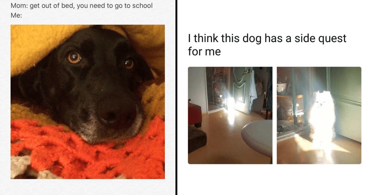 Funniest Dog Memes of the Week For Canine Connoisseurs (February 14