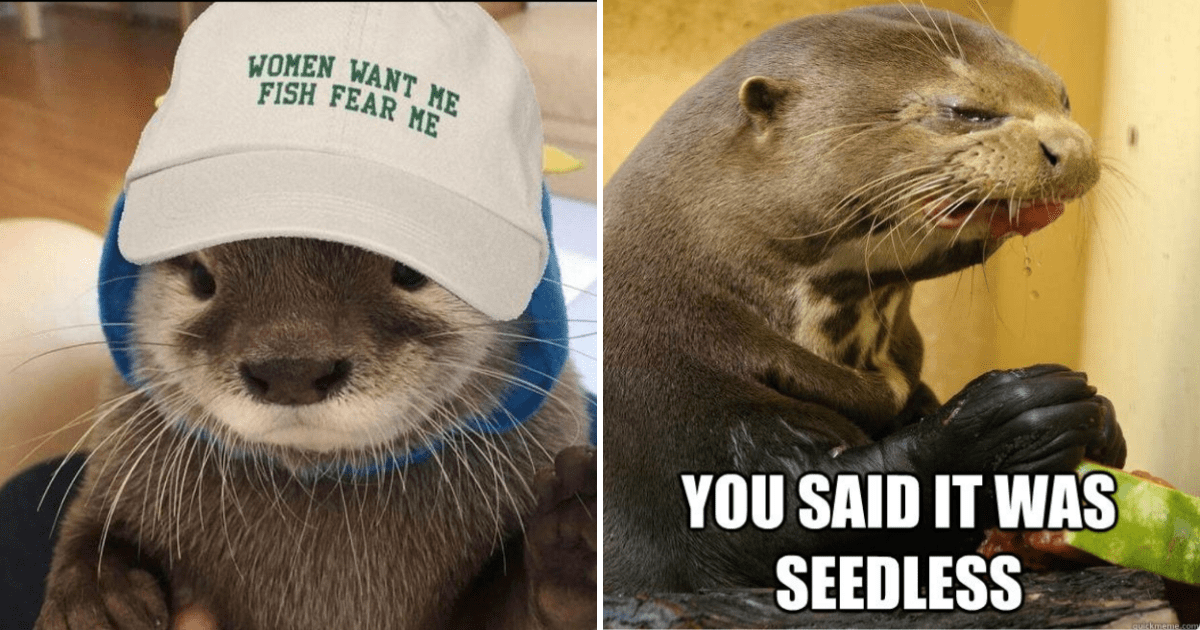 28 Otterly Ridiculous Otter Memes That Are Too Stupid To Resist ...