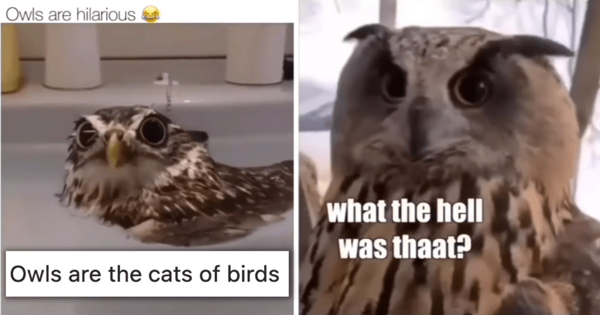 Animal best sale narration funny