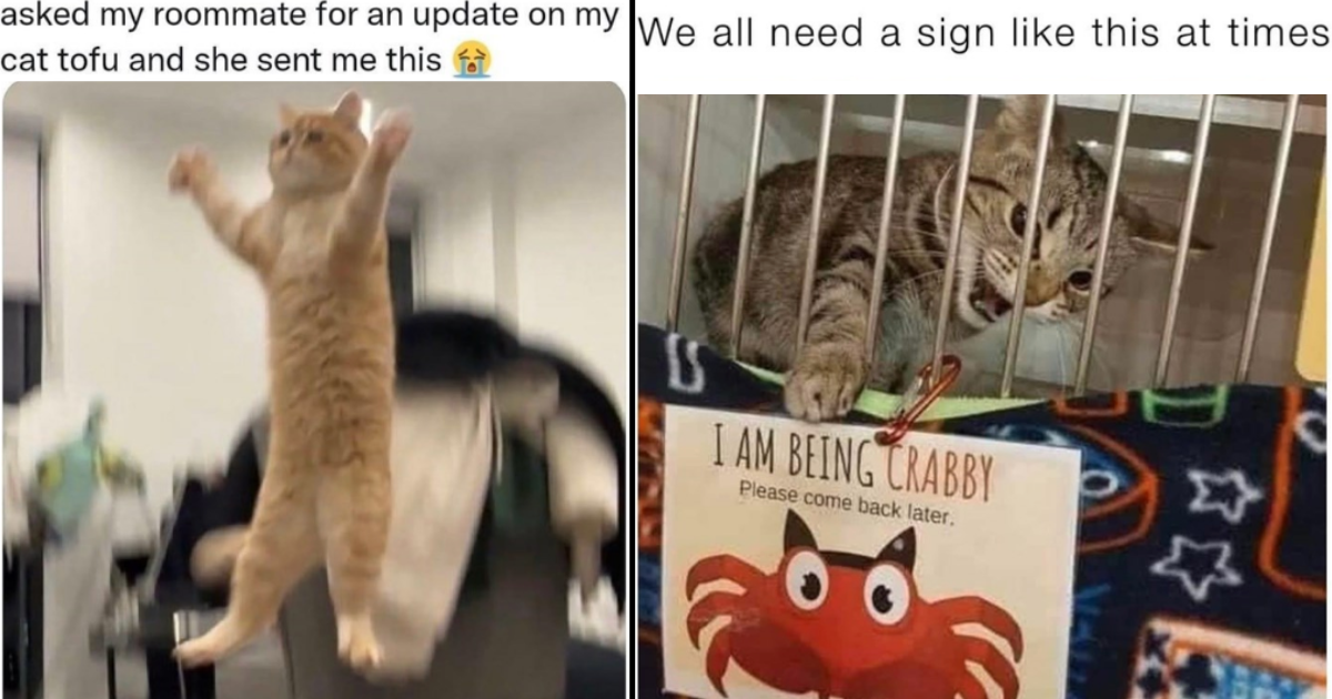 you can do it meme cat
