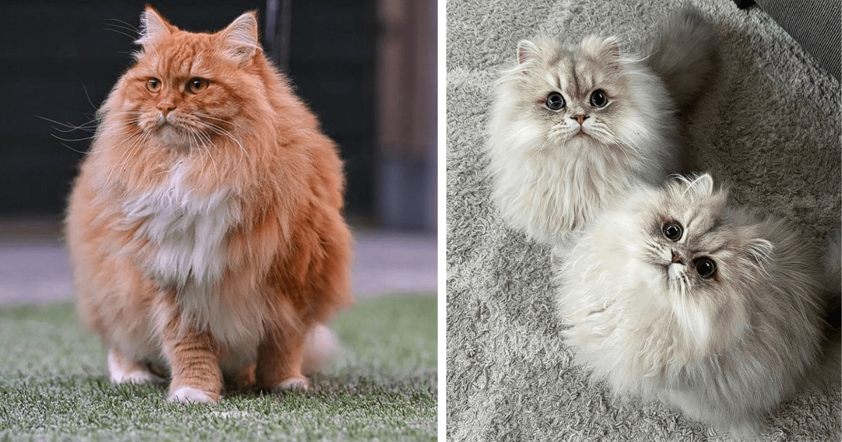 fluffy grey persian cat