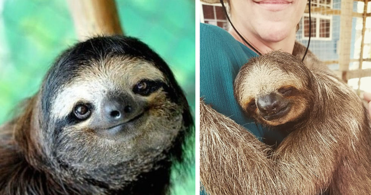 Take It Slow: 15 Pictures Of Sleepy Sloths With The Sweetest Smiles ...