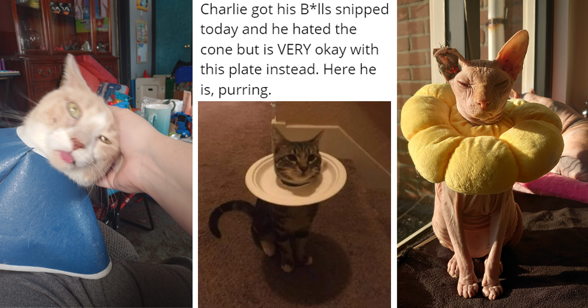 Funny And Derpy Cats Who Hate Cones But Totally Love Wearing Plates