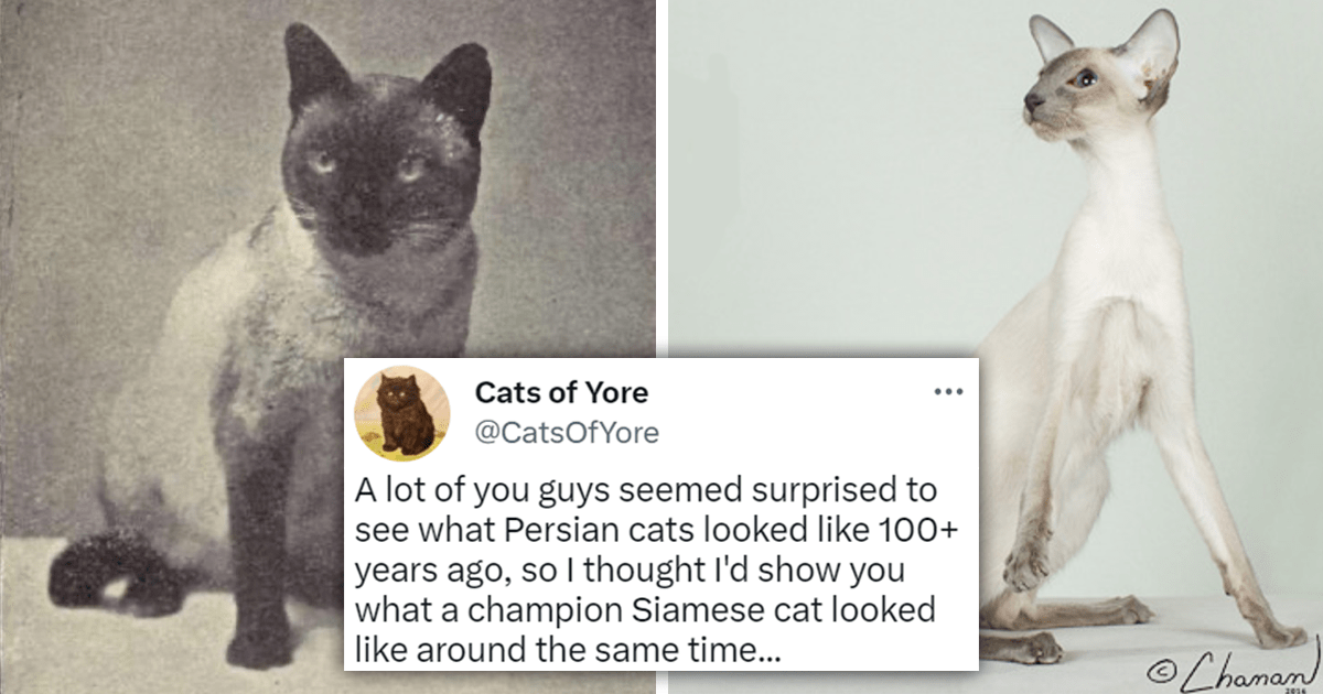 What Different Cat Breeds Looked Like 100 Years Ago: Tweets Of Amazing ...