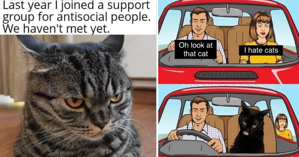 32 Purrfect Cat Memes For All The Grumpy Cats On Monday Morning