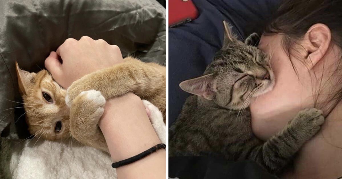 Are You Feline Okay? 20 Times Cats Who Came To Comfort Their Owners - I ...