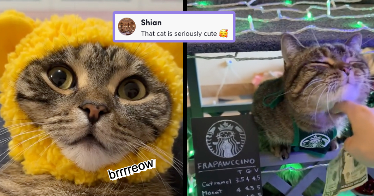 I Can Has Cheezburger? - tiktok-cats - Funny Animals Online - Cheezburger