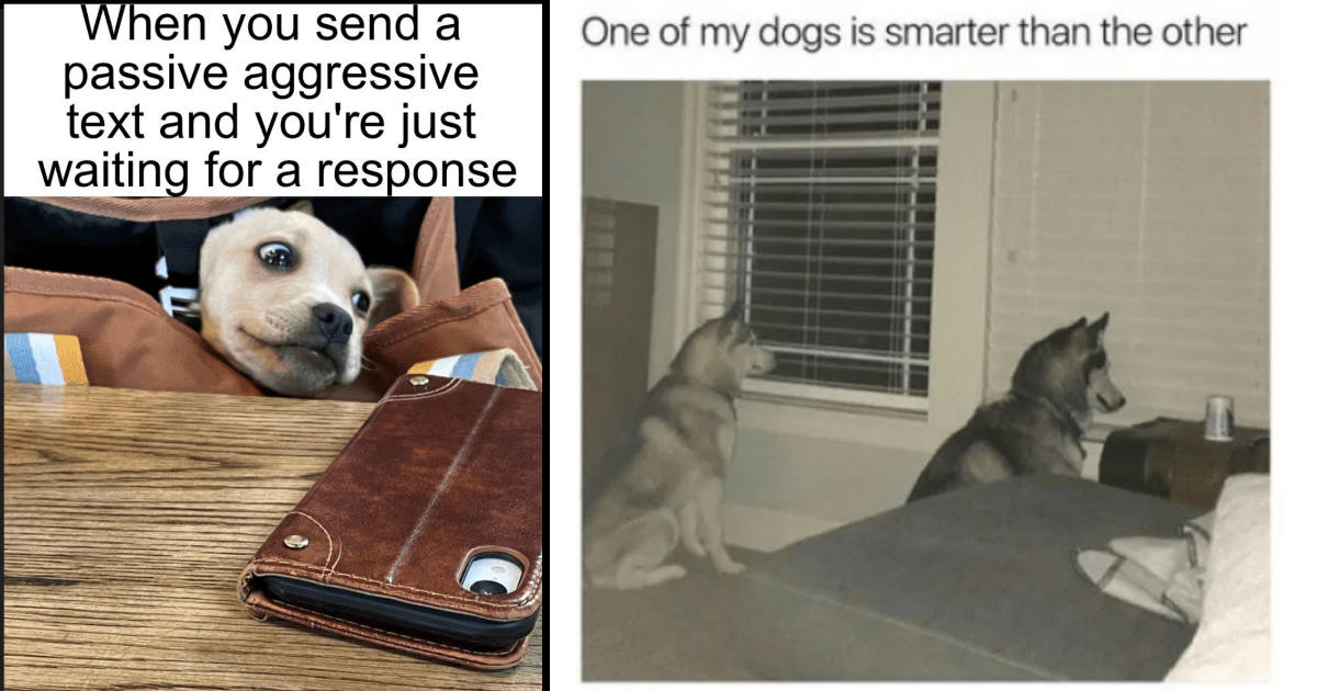 Memes Funny Funny Memes Wholesome Wholesome Memes Animals Animal Memes Funny Animal Memes Canine