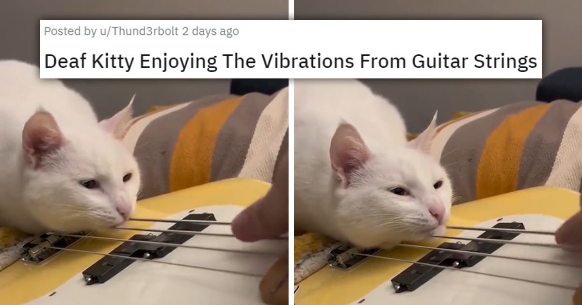 Video Of A Deaf Cat Enjoying The Vibrations From A Bass Goes Viral