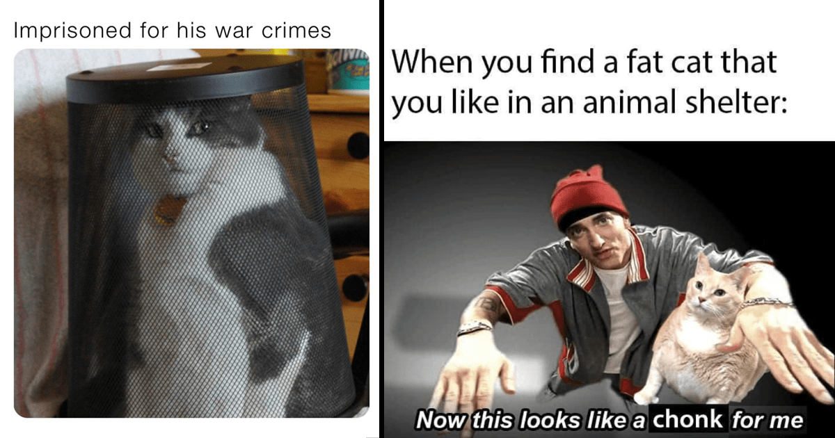 Cats Funny Cat Memes Cat Memes Animal Memes Animals Funny Animal Memes Wholesome Wholesome Memes