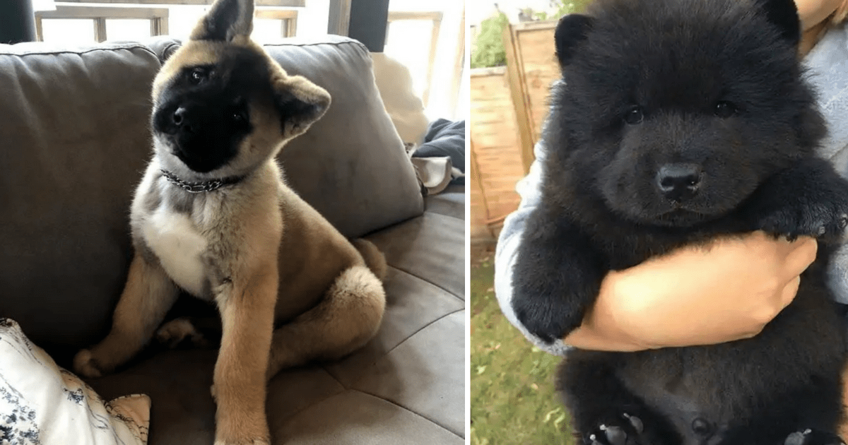 Akita corgi best sale german shepherd mix