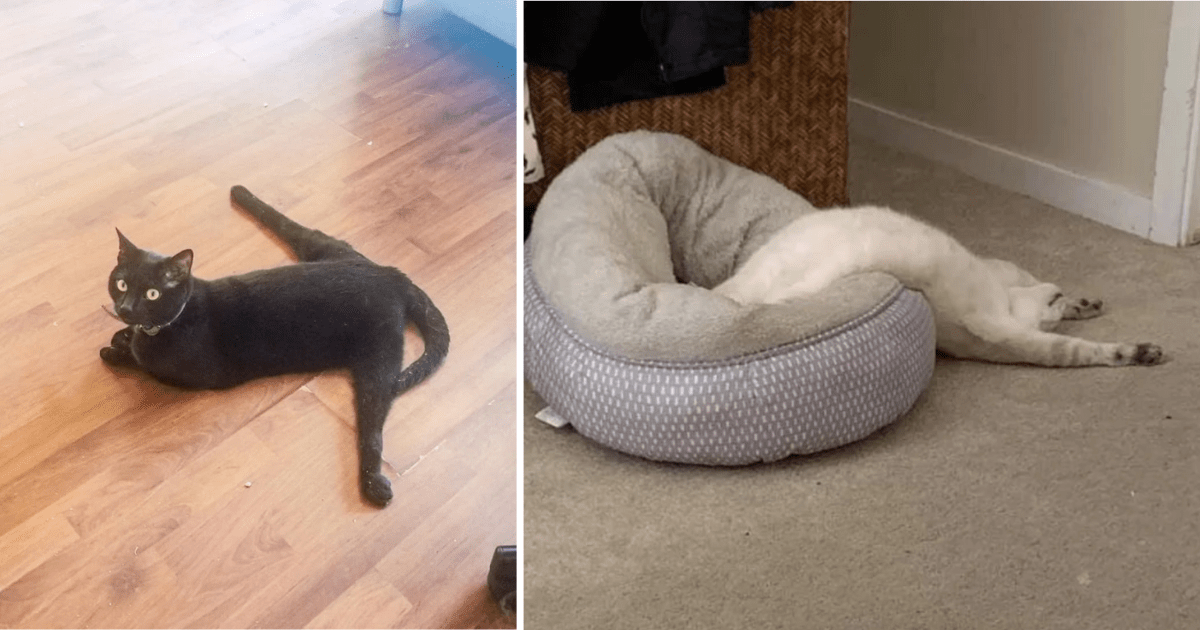 A Big Ol' Noodle Salad Of Flexible Felines Proving That Cats Have Noodles For Bones (25 Cute Cat