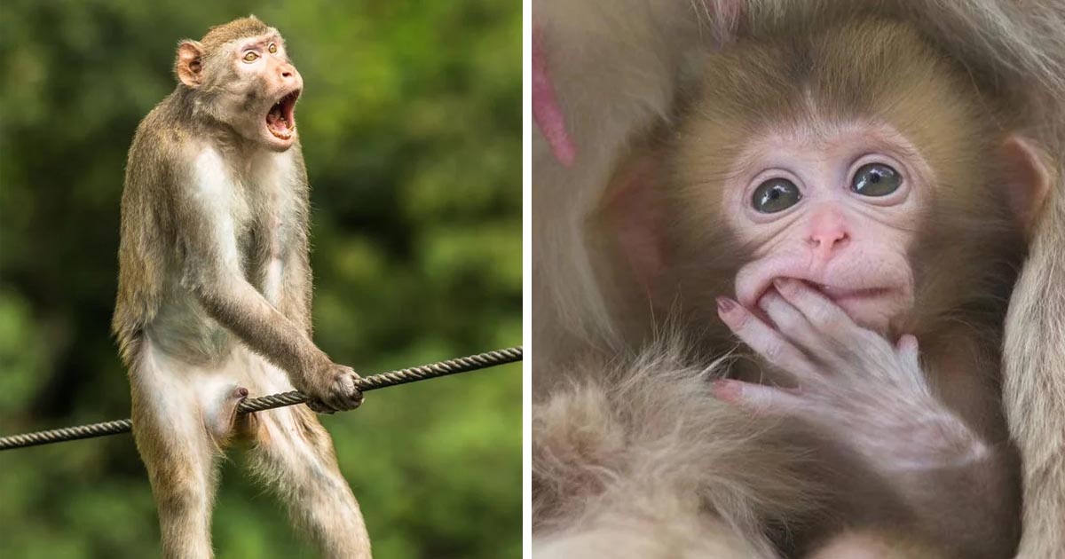 We're Just Monkeying Around: 19 Pics Of Our Animal Kingdom Cousins Having a  Blast - Animal Comedy - Animal Comedy, funny animals, animal gifs