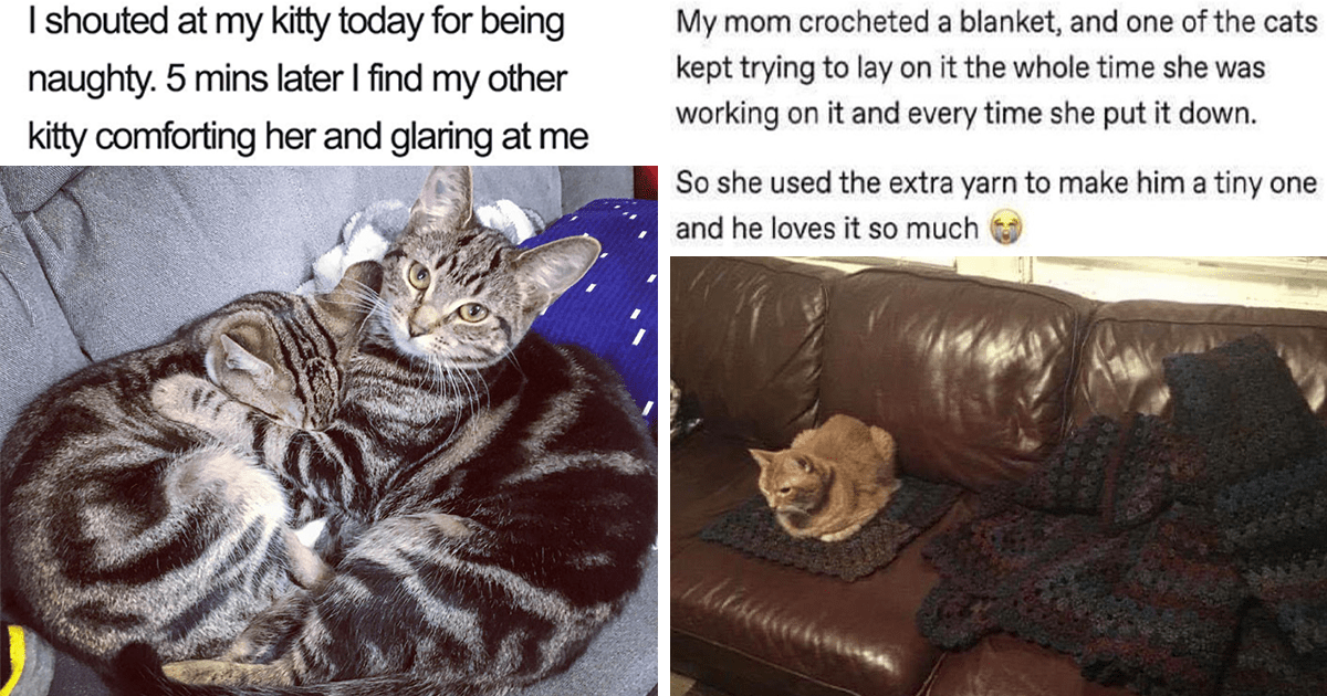 Just An Uplifting Collection Of Wholesome Cat Memes To Turn Those Sad ...