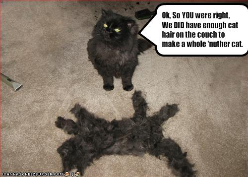 Ok, So YOU were right, We DID have enough cat hair on the couch to make