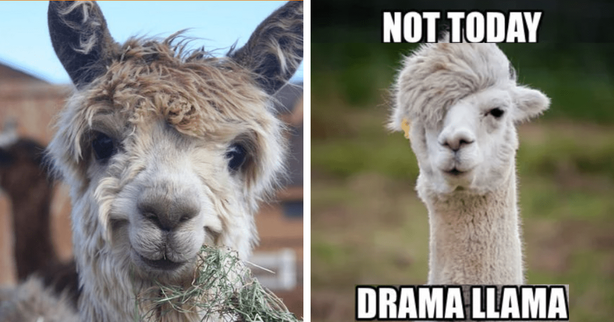 Animal Comedy - alpaca - Animal Comedy - Animal Comedy, funny animals,  animal gifs - Cheezburger
