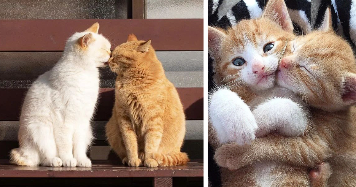 orange kittens cuddling