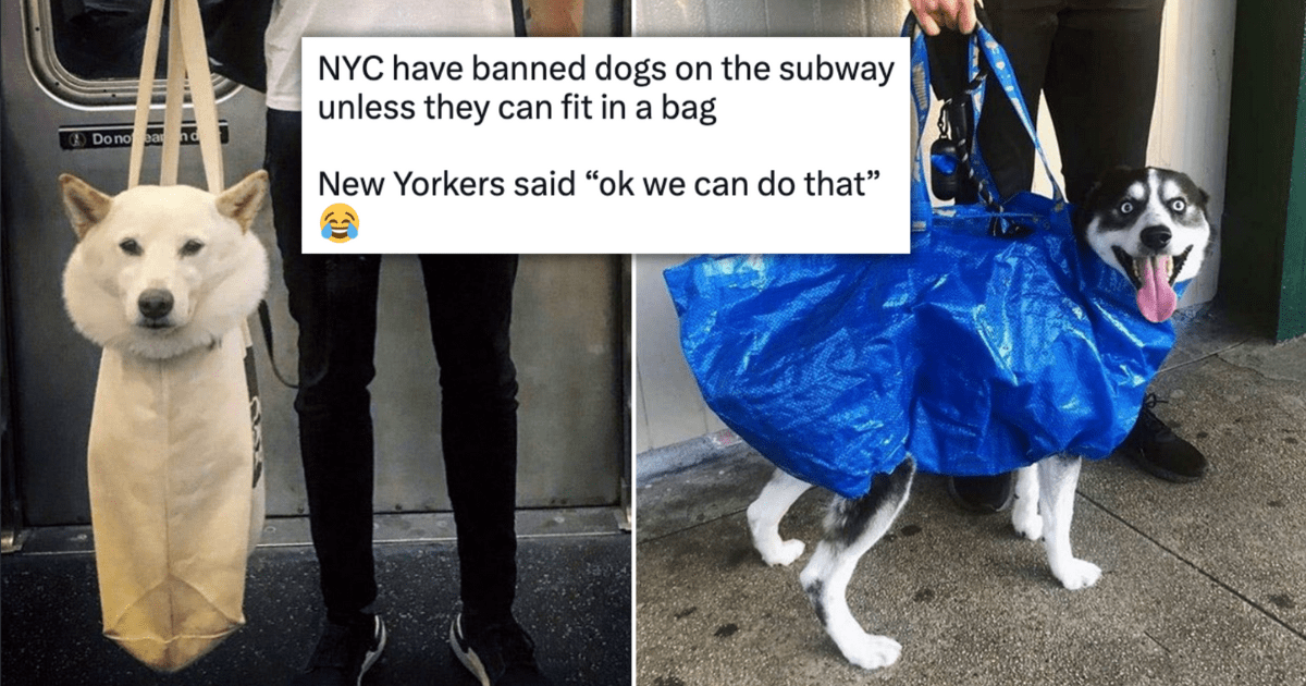 Dog in discount ikea bag subway