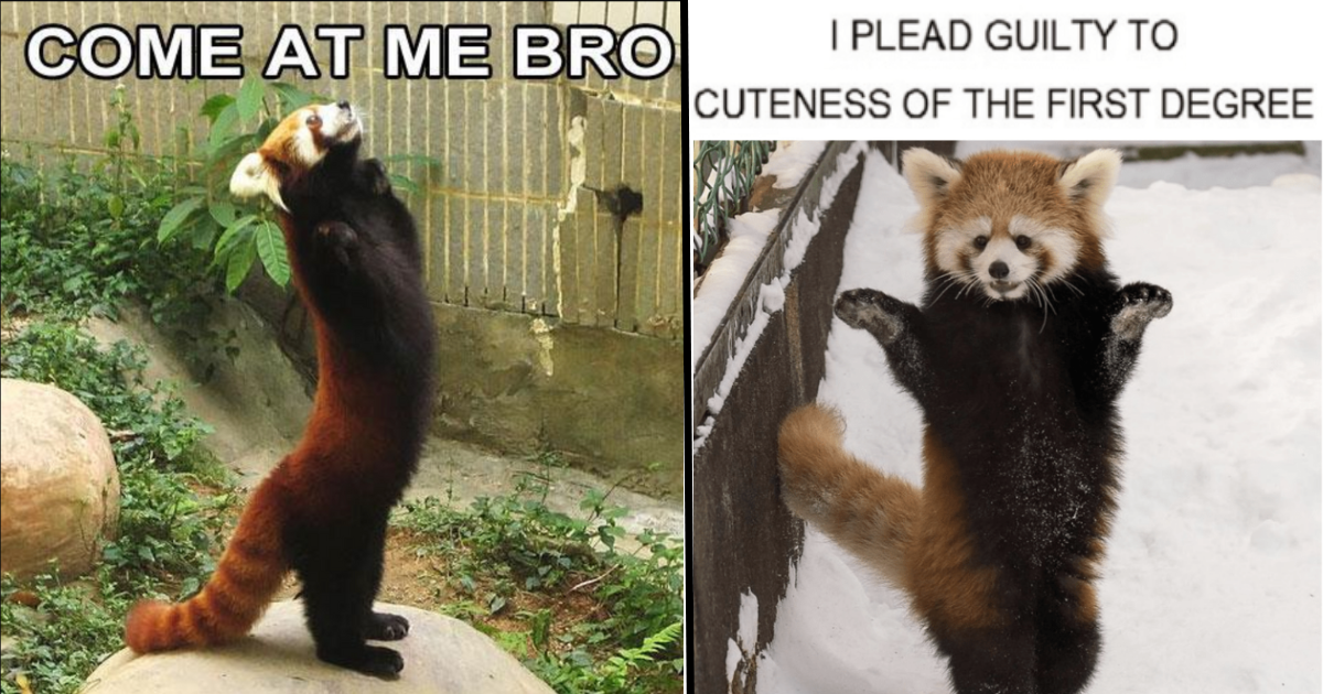 15 Red Panda Memes To Add Some Sugar And Cuteness To Your Friday