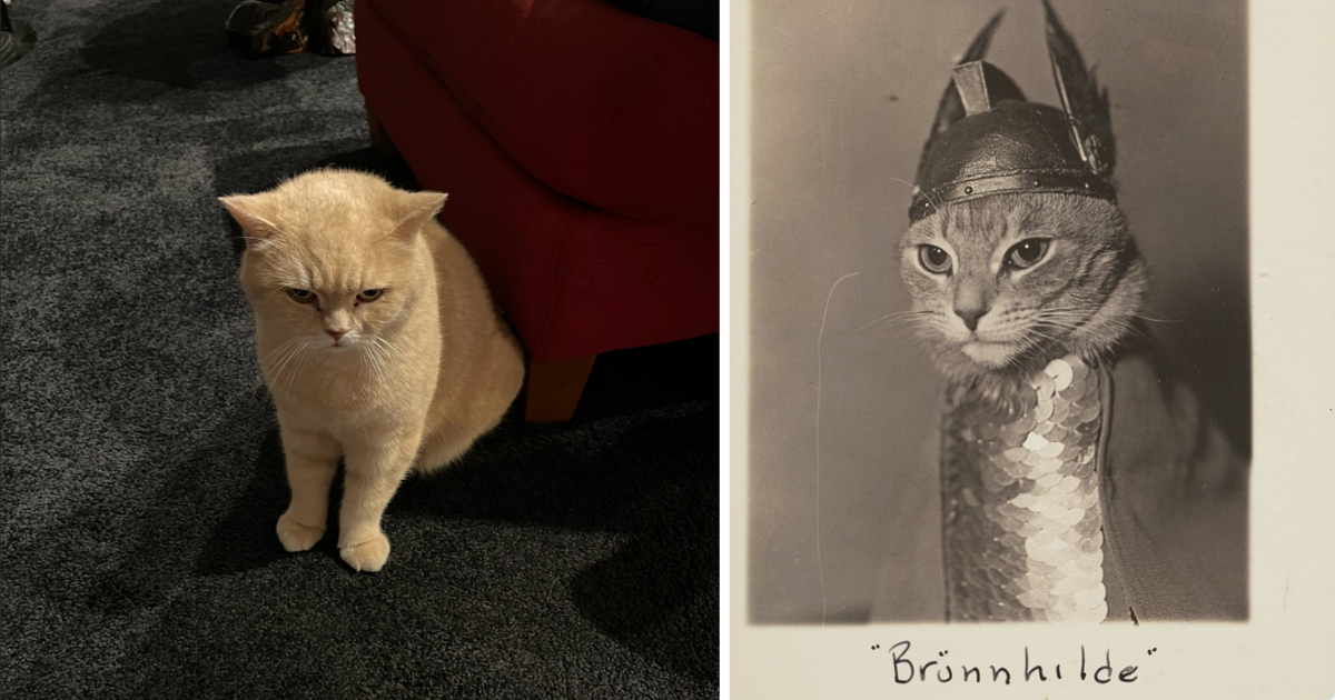 31 Cats Suffering The Existence Of Being Owned By A Human I Can Has