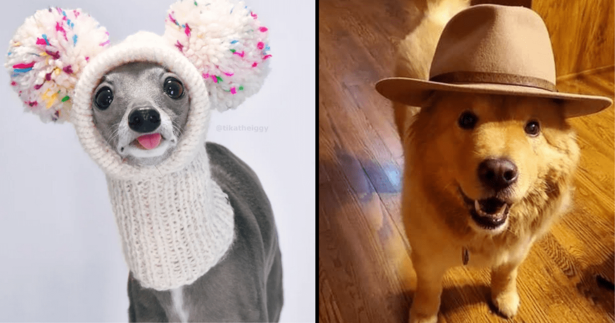 cute dogs in hats