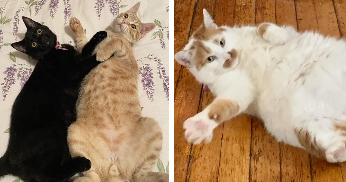 Hooman I Am Ready To Be Petted" 20 Photos Of Cats Ready For