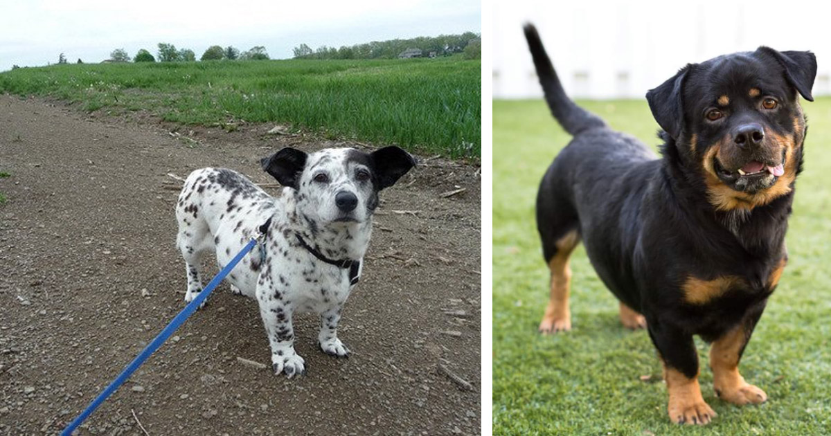 Dalmatian mixed with sales corgi