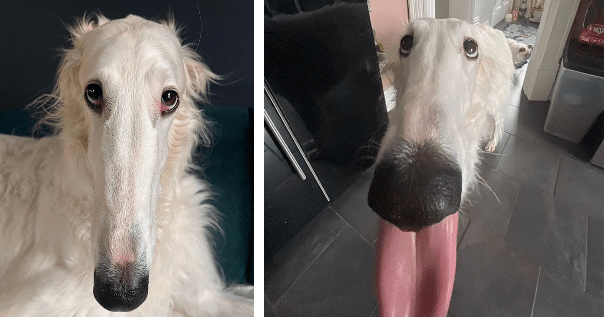 Snooty Dogs: 18 Pictures Of Doggies With Unbelievably Long Snouts ...