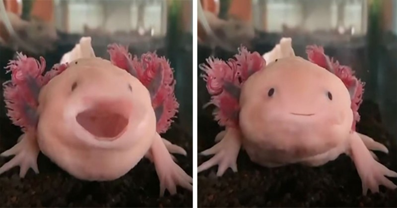 Axolotls Yawning Is Simply Too Cute For Words Video I Can Has Cheezburger