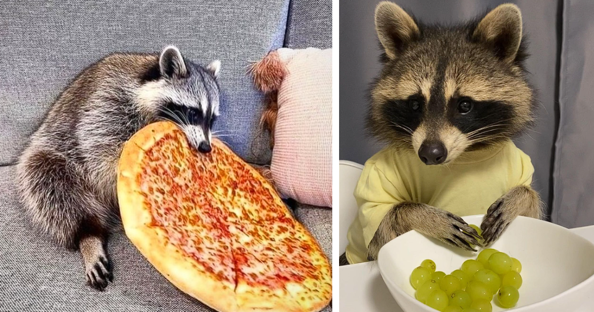 15 Pictures And Videos Of Raccoons Eating That Are Just Too Relatable -  Animal Comedy - Animal Comedy, funny animals, animal gifs