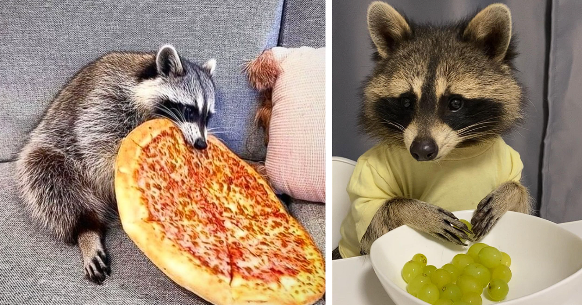 raccoon eating grapes at kitchen table