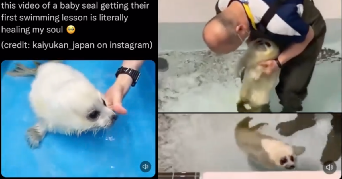 Find Yourself A Man Who Looks At You The Way This Baby Seal Looks At