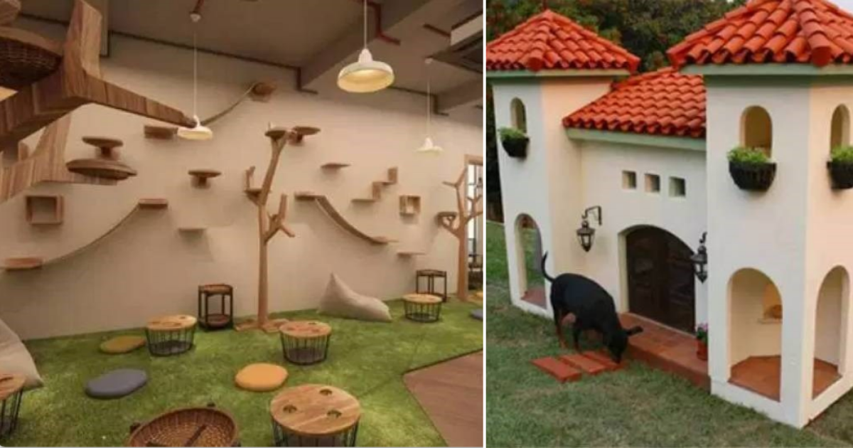 MTV Pet Cribs Spoiled Pets With Pimped Out Penthouses That We Would