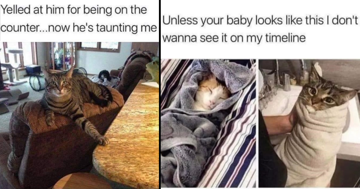 30+ Hilarious Cat Memes To Help You Laugh Through The Pain Of Finishing ...