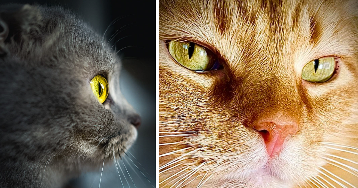 Up-Close-and-Purrrsonal: 20 Cat Close-Ups To Make You Feel Like You're ...