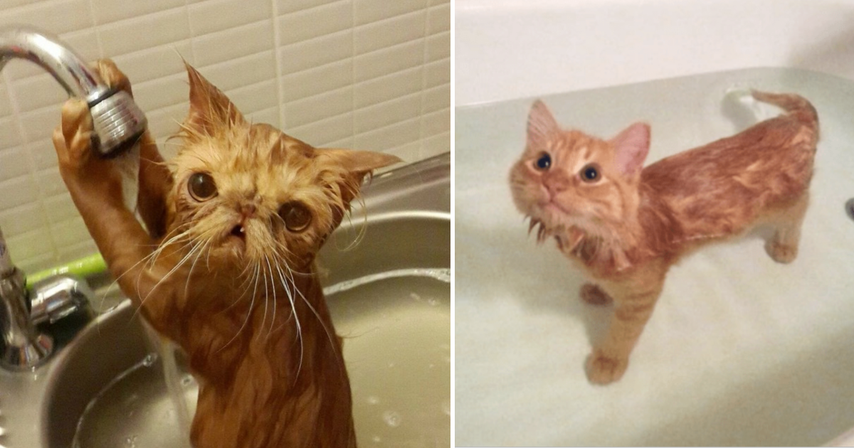 Rub-A-Dub-Dub, Having Fun In the Tub! 18 Adorably Squeaky-Clean Cats ...