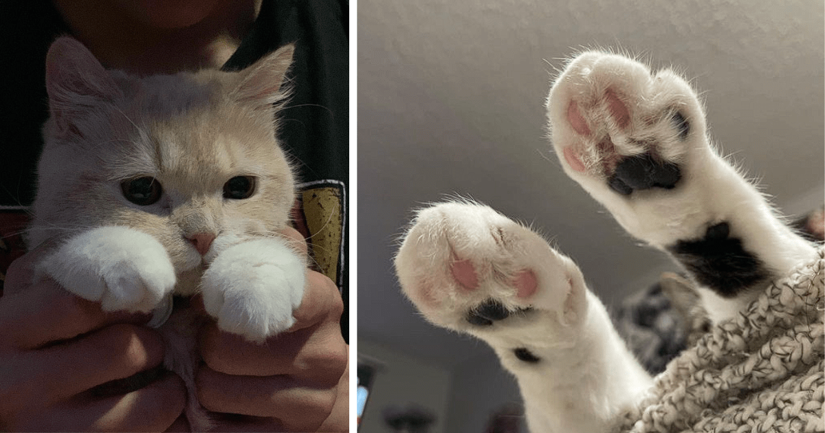 Cat paw looks outlet like teddy bear