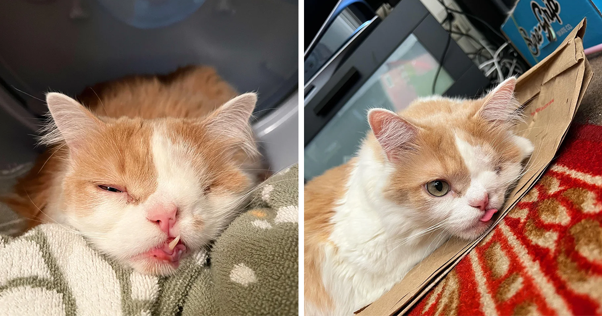 Sweet Snaggletooth Cat With A Unique Face Goes Viral And Takes Over The