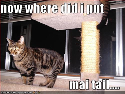 now where did i put mai tail.... - Cheezburger - Funny Memes | Funny ...