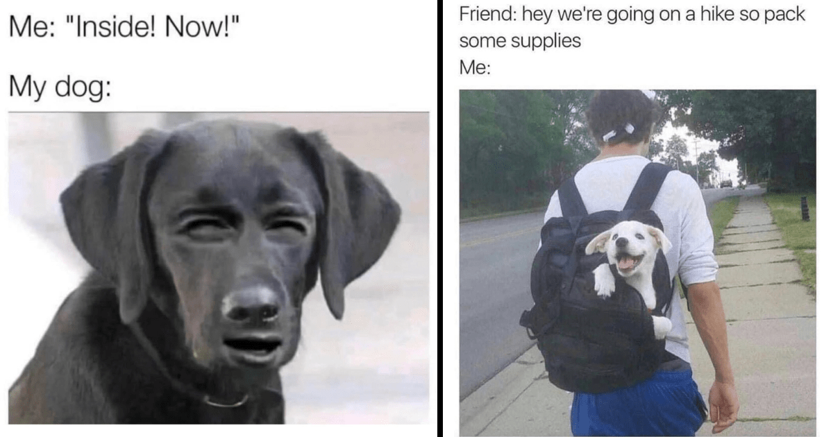 Funniest Canine Memes Of The Week For Canine Connoisseurs March 14