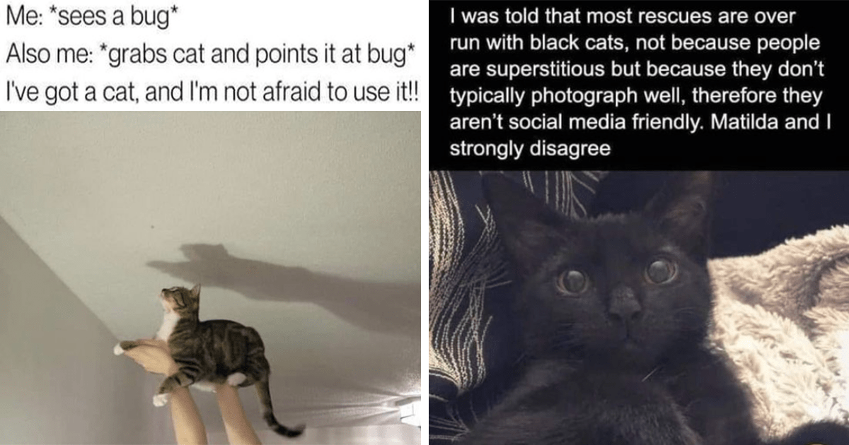 Let The Caturday Partay Commence: The 24 Funniest Cat Memes Of The Week ...