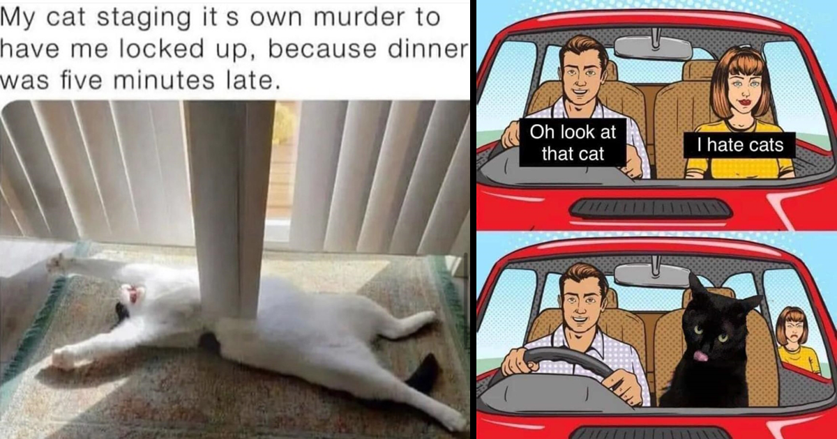 Funny Cat Memes Funny Cats Animals Animal Memes Funny Animal Memes Wholesome Wholesome Memes Cute
