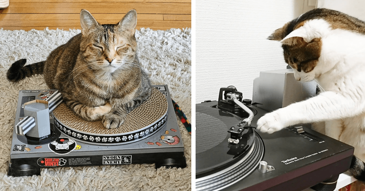 Funny DJ Scratch Cat On Turntable | Poster