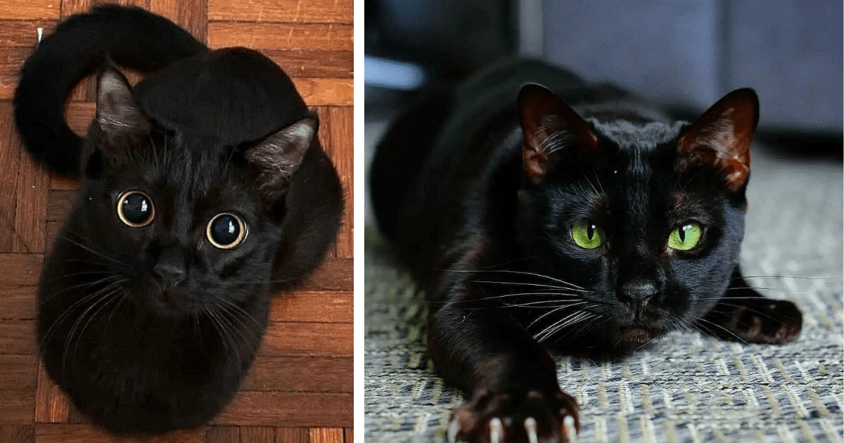 two black cats