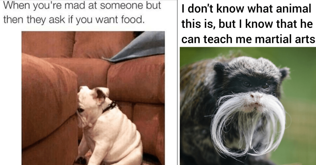 Furry Funnies A Zooper Collection of Animal Memes