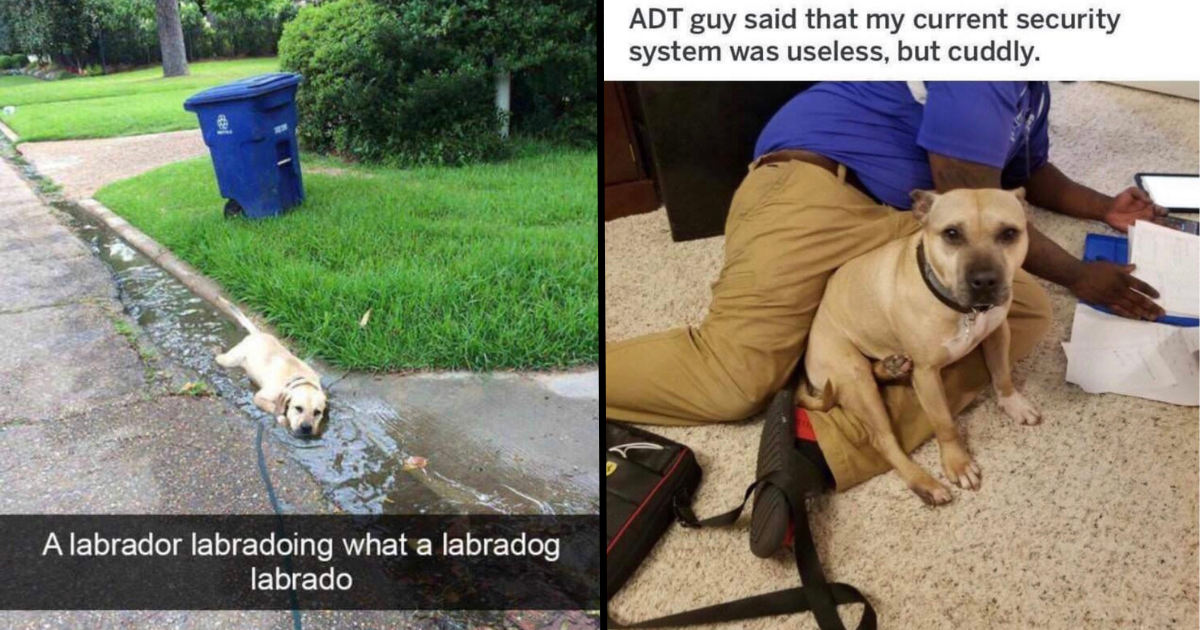 https://i.chzbgr.com/original/19787013/hE06DBDF7/a-labradog-labrado-and-dog-3-adt-guy-said-that-my-current-security-system-was-useless-but-cuddly