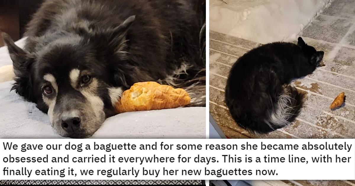 Dog Obsessed With Croissant, Gets Extremely Upset When She