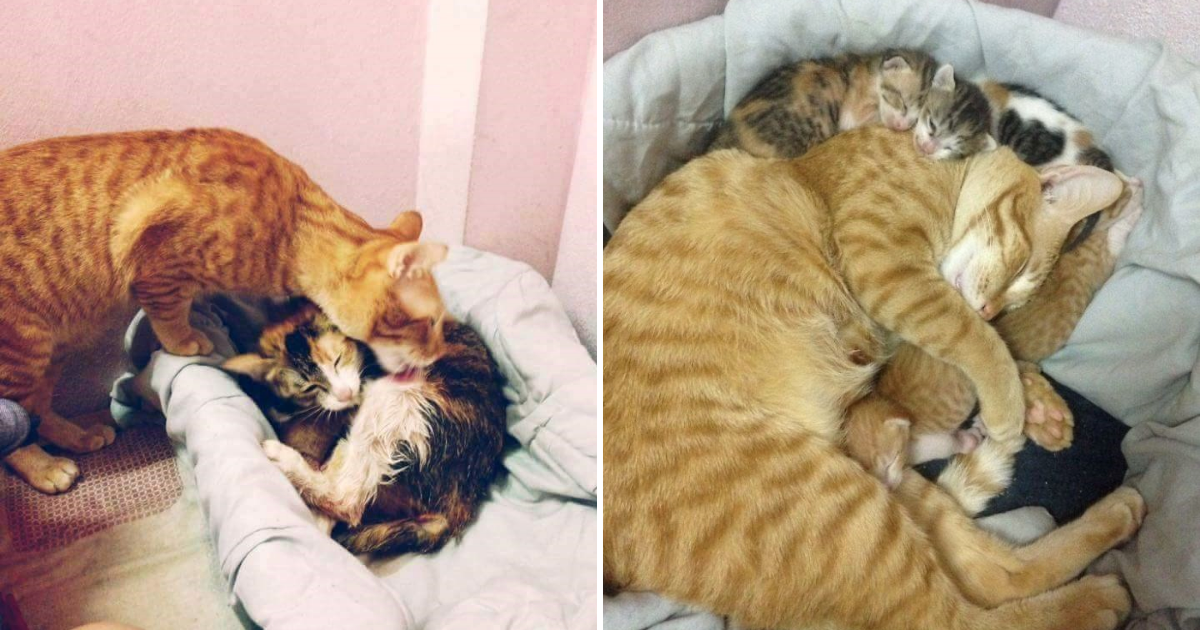 Heartwarming Images Capture A Father Cat Supporting Mother Cat During ...