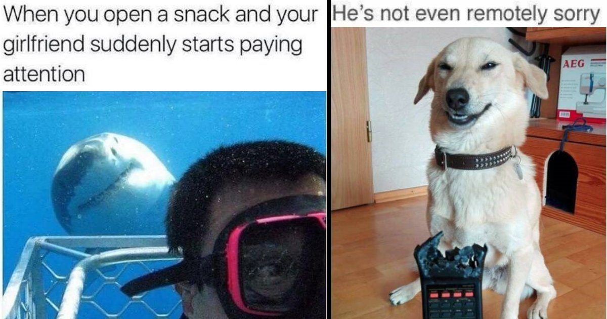 35+ Funny Animal Memes To Scroll Through And Giggle While On The Toilet ...