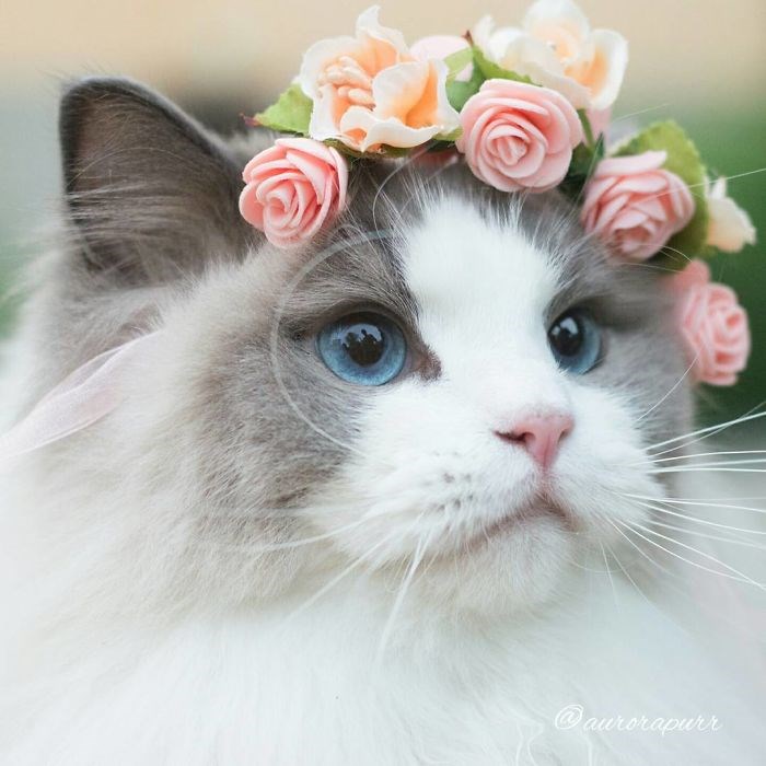 7 Of The Most Beautiful Cats You Should Follow On Instagram I Can Has